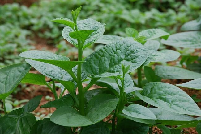 Trị mụn trứng cá với các loại rau quen thuộc trong bữa ăn hàng ngày Trị mụn trứng cá với các loại rau quen thuộc trong bữa ăn hàng ngày