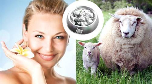 Mỗi loại kem nhau thai cừu được chiết xuất từ nhau thai của các con cừu khỏe mạnh