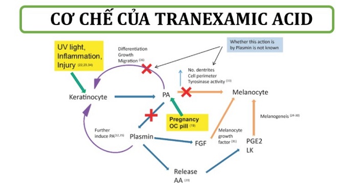 Nguyên lý hoạt động của Tranexamic Acid trong serum trị nám Sakura